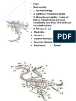 Duck Skeletal Structure Overview | PDF | Vertebra | Pelvis