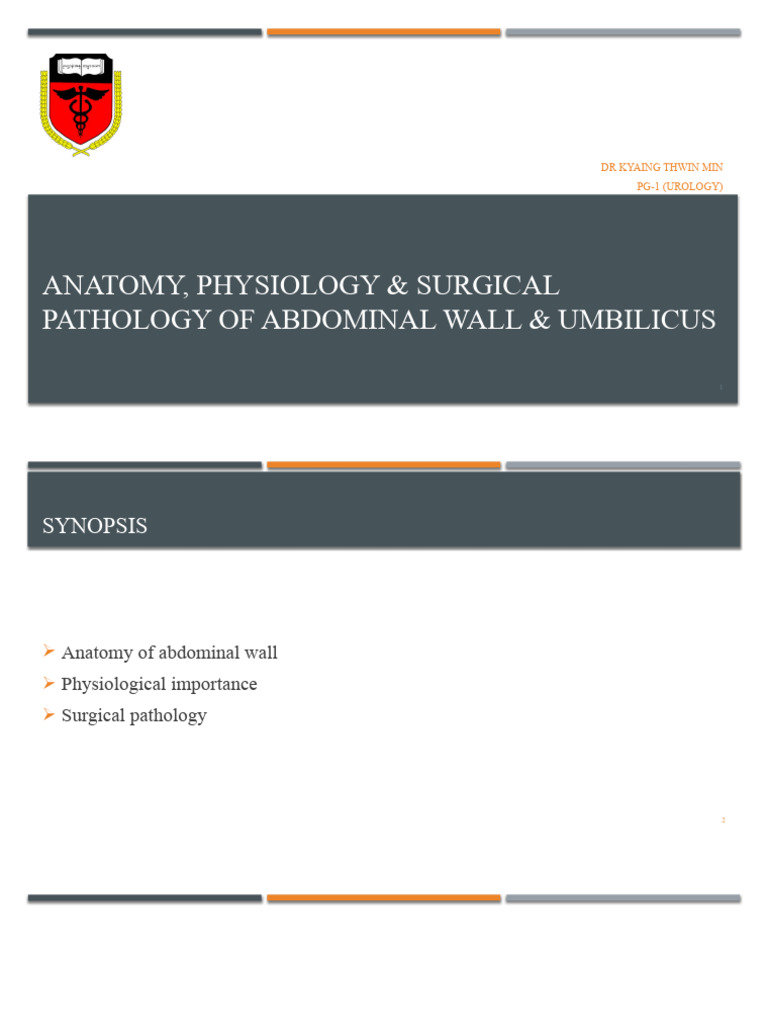 Abdominal Wall | Download Free PDF | Abdomen | Anatomy