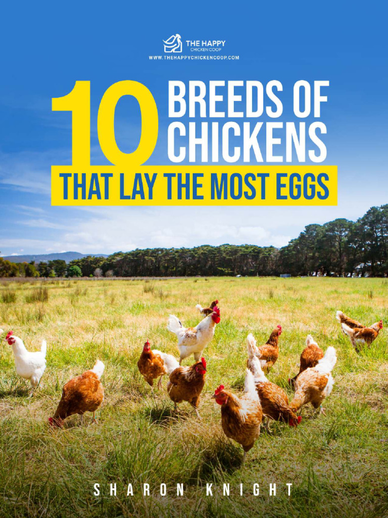 Which Chicken Breeds Lay the Most Eggs-2025 Poultry List