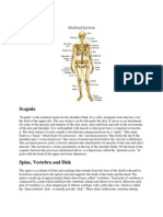 Skeletal System