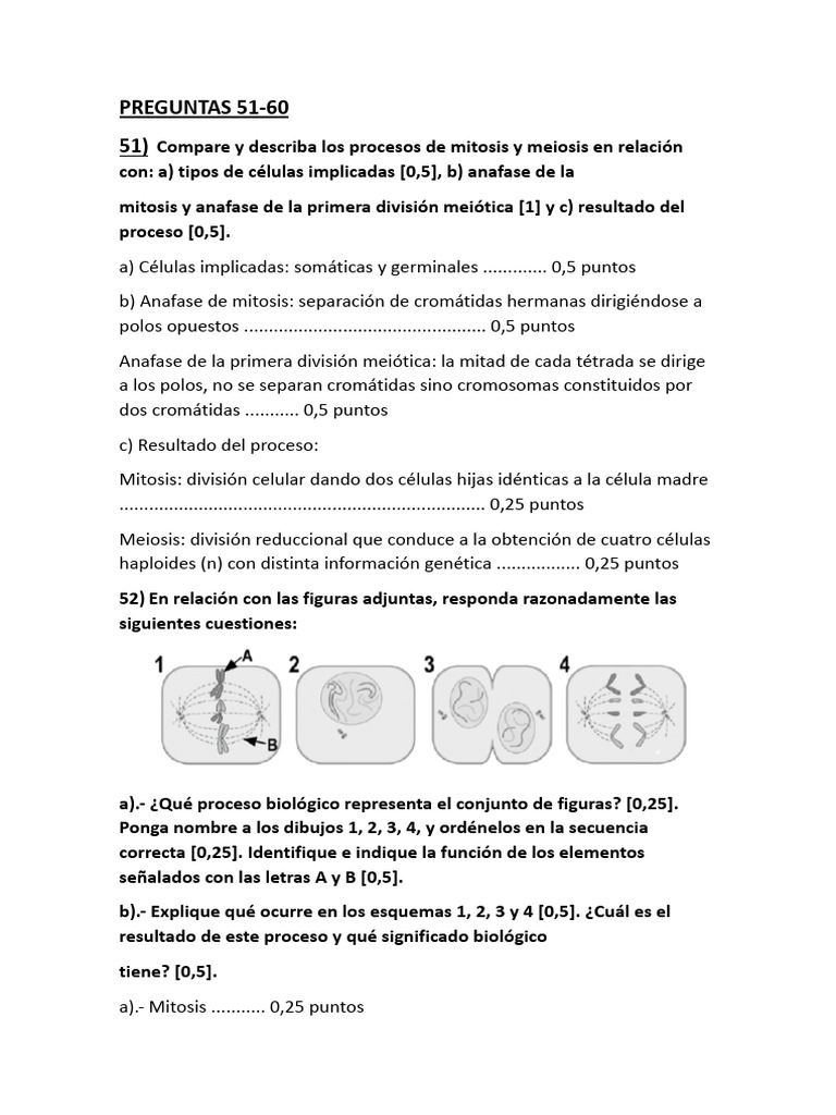 Actividades rep 6 pdf mitosis mitosis