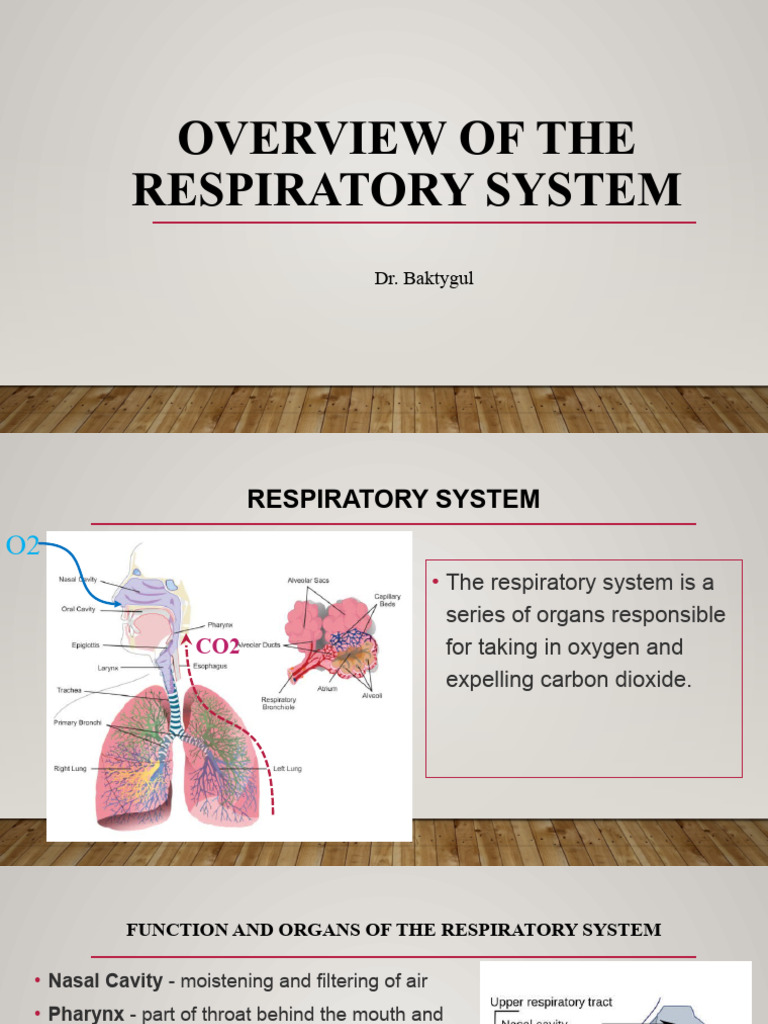 Histology Of The Respiratory System Pdf Respiratory Tract Epithelium