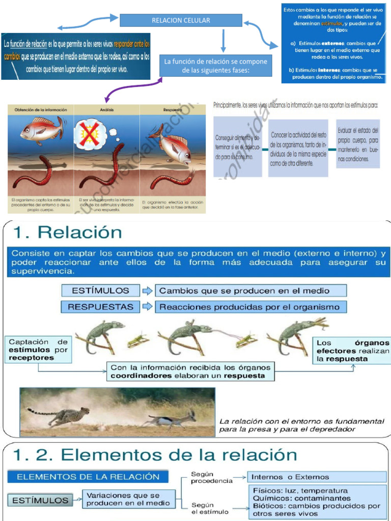 Función de Relación en Vegetales y Animales | PDF | Neurona | Sistema ...