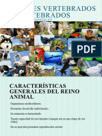 Animales Vertebrados e Invertebrados.