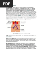 Human Excretory System