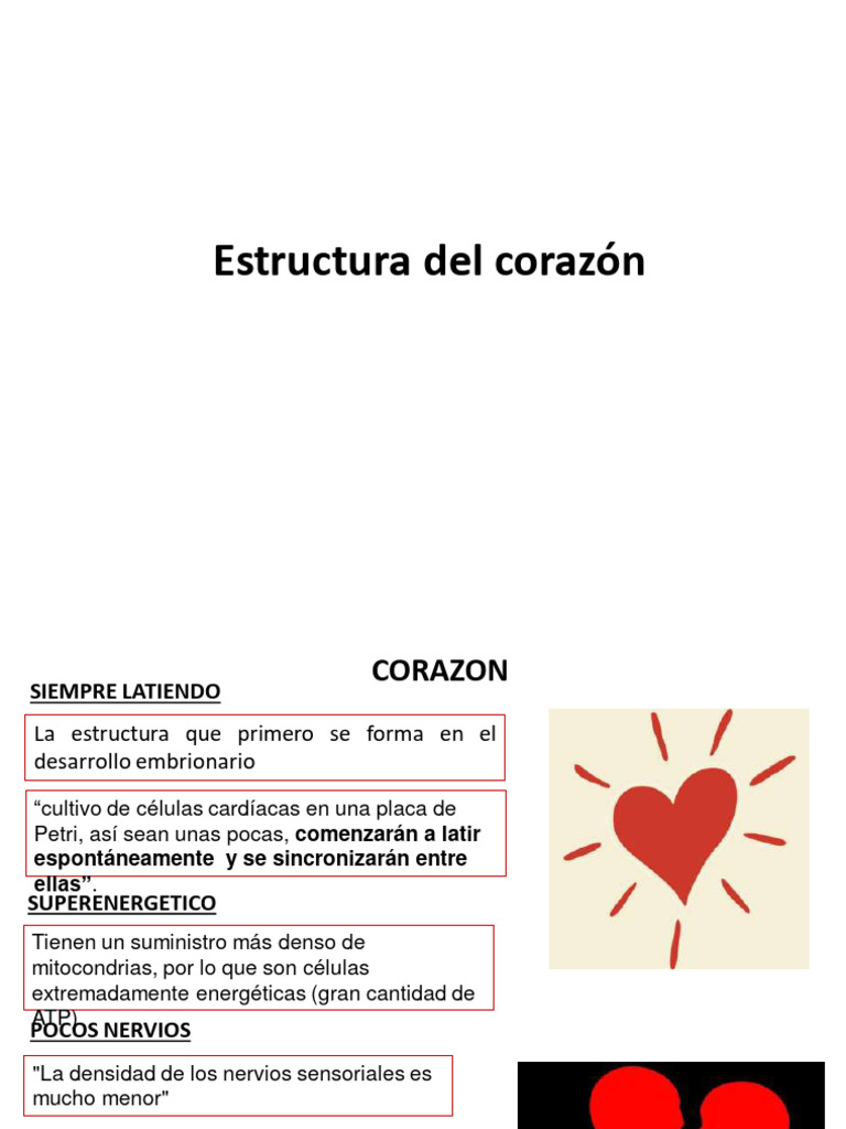 Capitulo Estructura Corazon Pdf Corazón Electrocardiografia