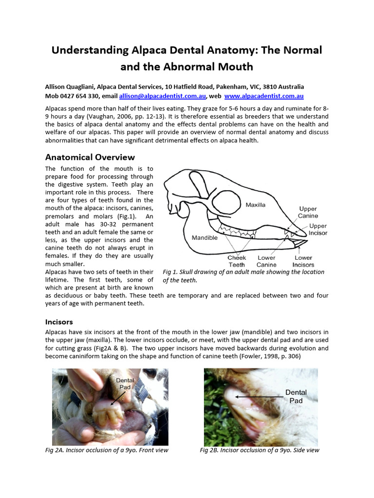 Alpaca Dental Anatomy: Normal vs Abnormal | PDF | Tooth | Dental Anatomy