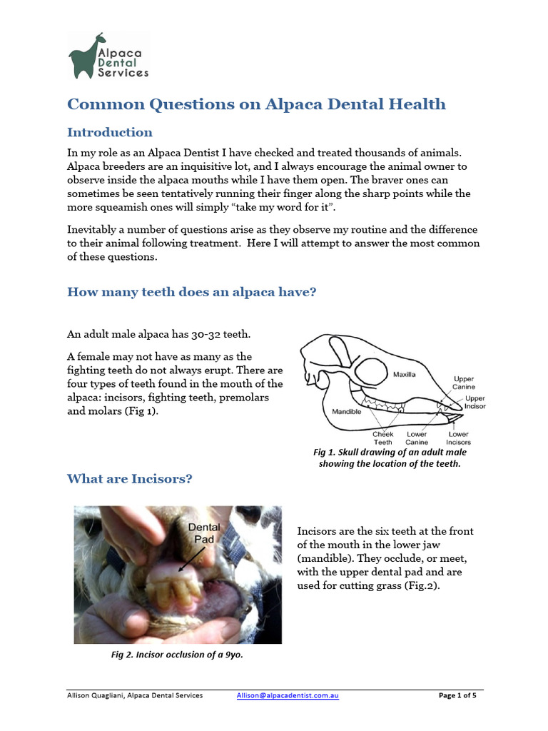 Alpaca Dental Health Essentials | PDF | Tooth | Dental Anatomy