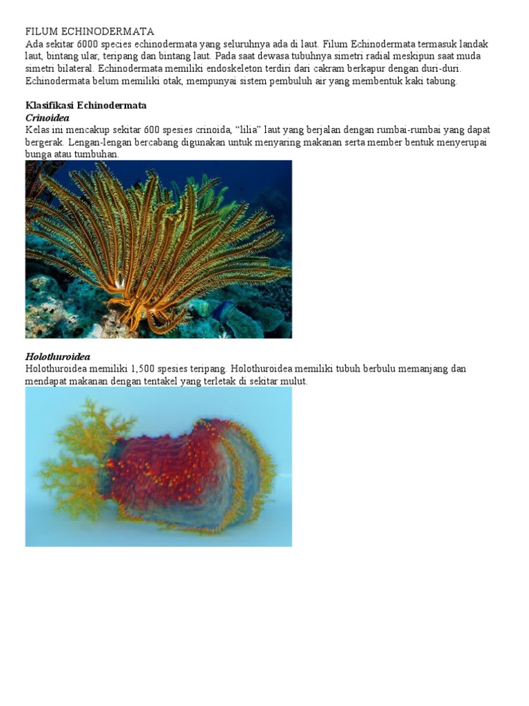 Echinoderm At A
