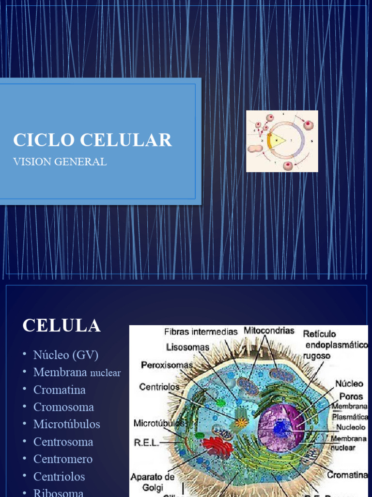 Fases y Control del Ciclo Celular | PDF | Mitosis | Replicación De Adn