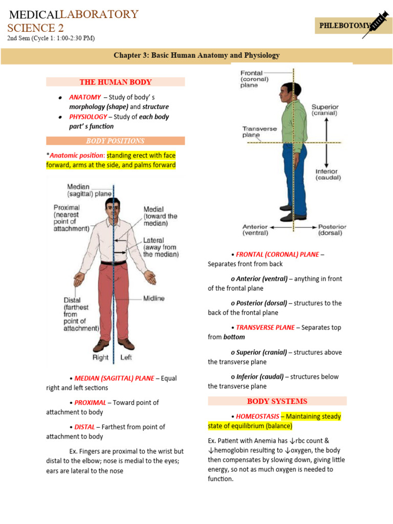 Basic Human Anatomy and Physiology | PDF | Lymph | Anatomical Terms Of ...