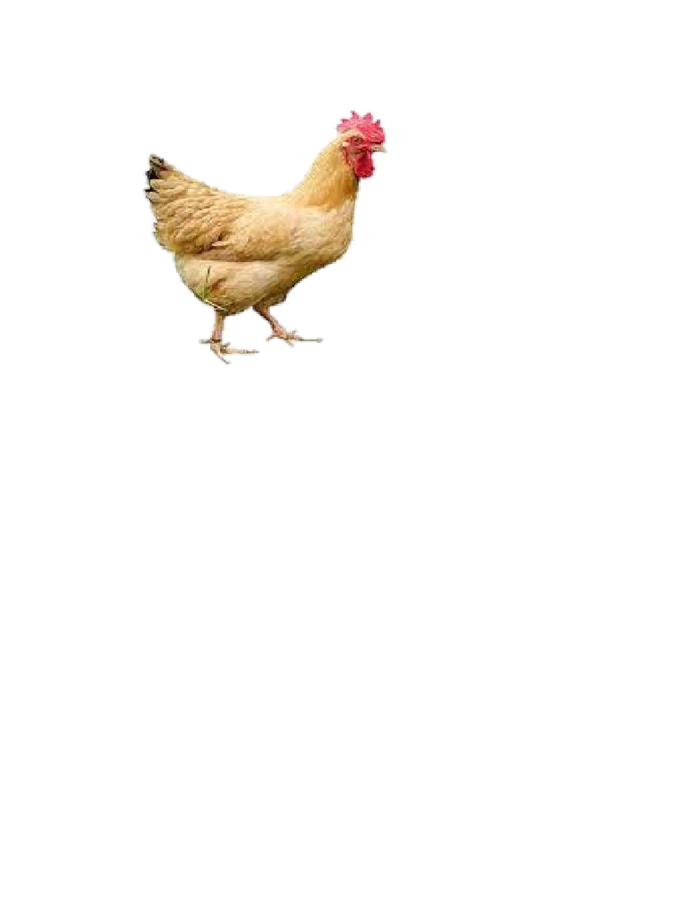Ayam | PDF