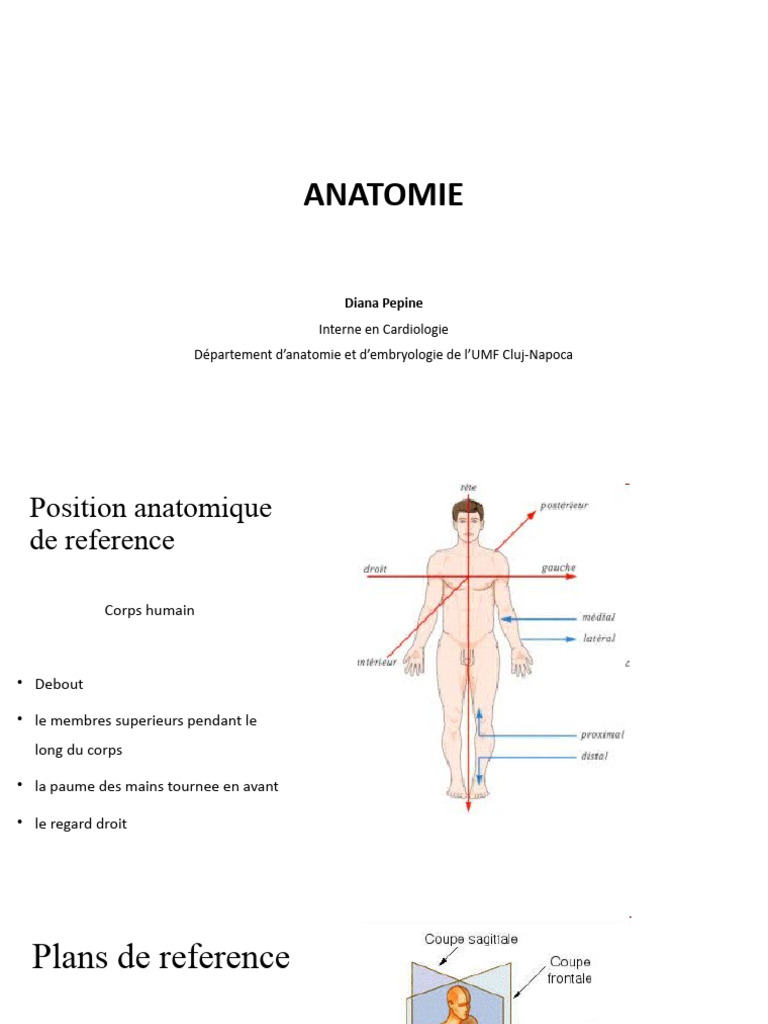 Position Anatomique de Référence | PDF | Vertèbre | Appareil locomoteur