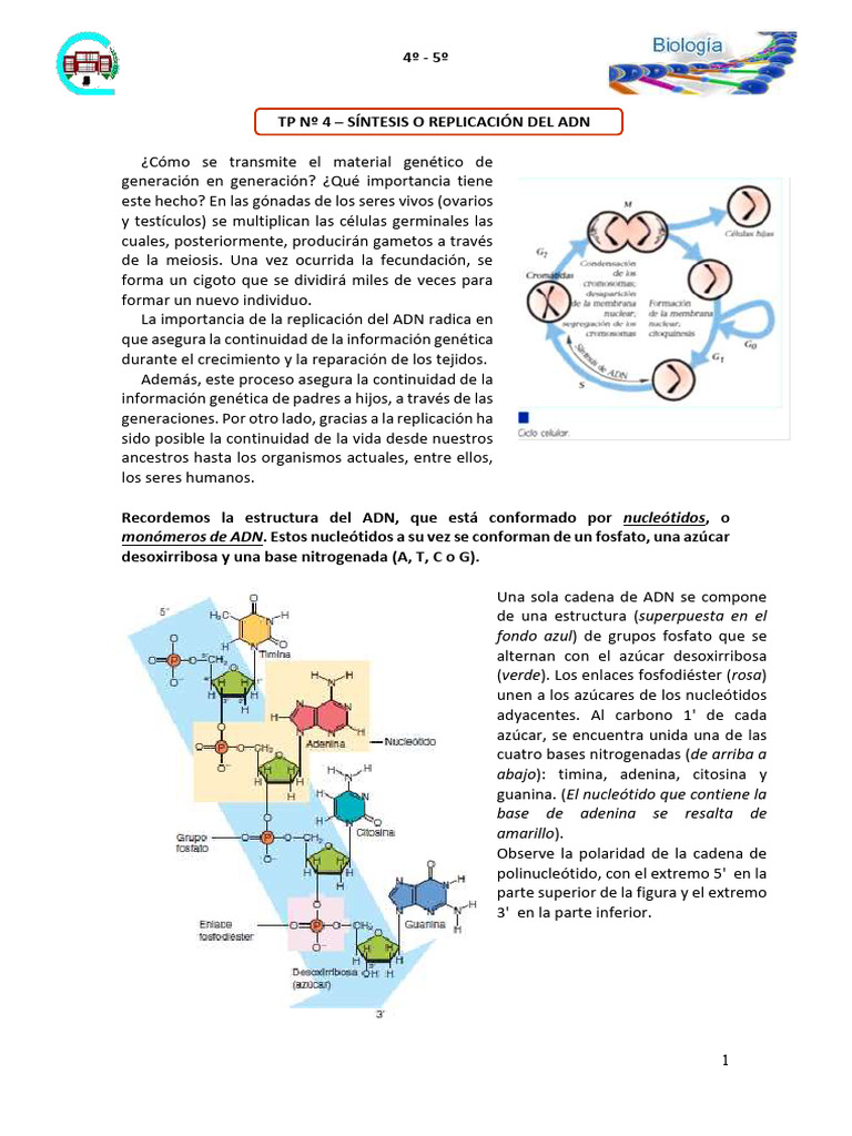 Importancia de la Replicación del ADN | PDF | Adn | Replicación De Adn