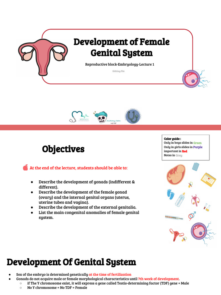 Female Genital System Development | PDF | Vagina | Sex Organ