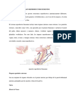 Histología Del Aparato Reproductor Femenino CASI CASI