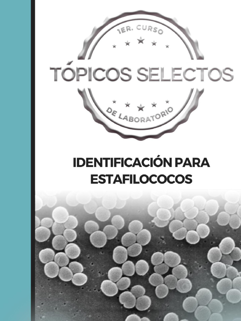 Identificación de Estafilococos | PDF | Staphylococcus Aureus ...