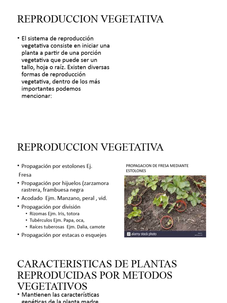 Reproduccion Vegetativa | PDF | Tallo de la planta | Semilla