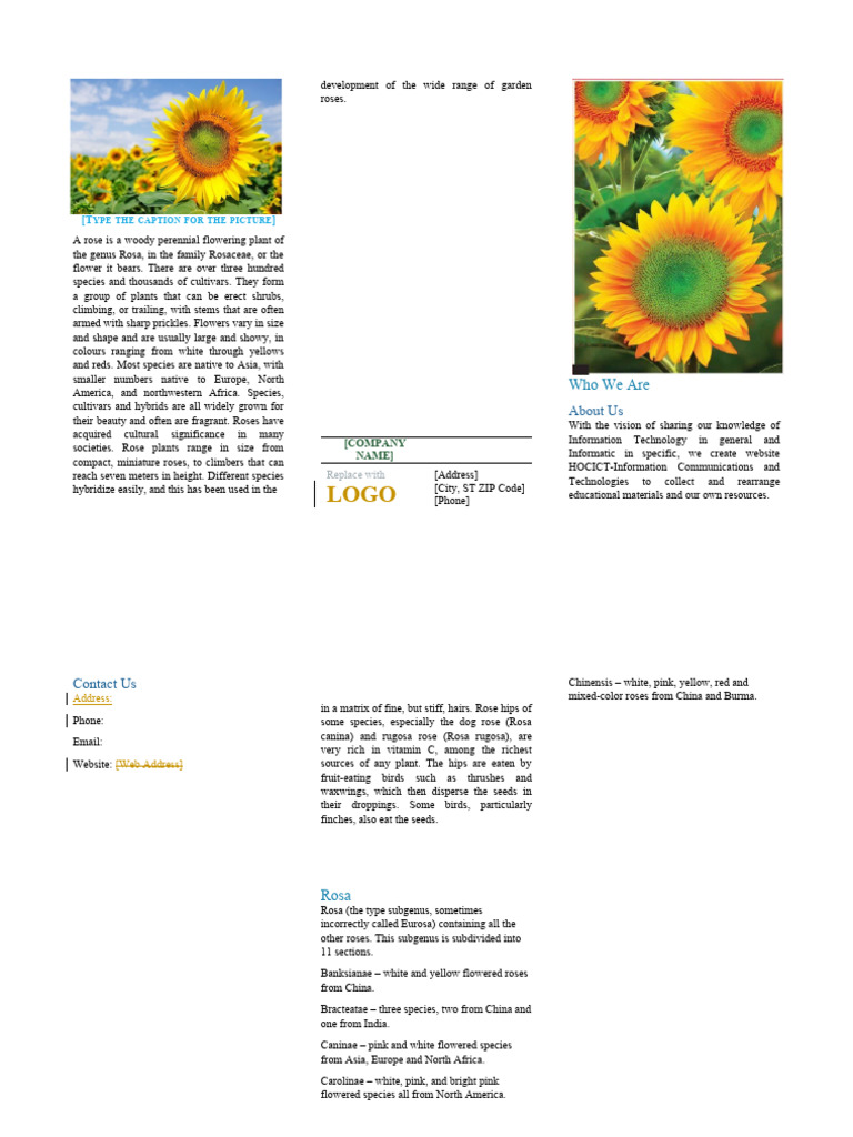 Word - Project 01 | PDF | Rose | Plants