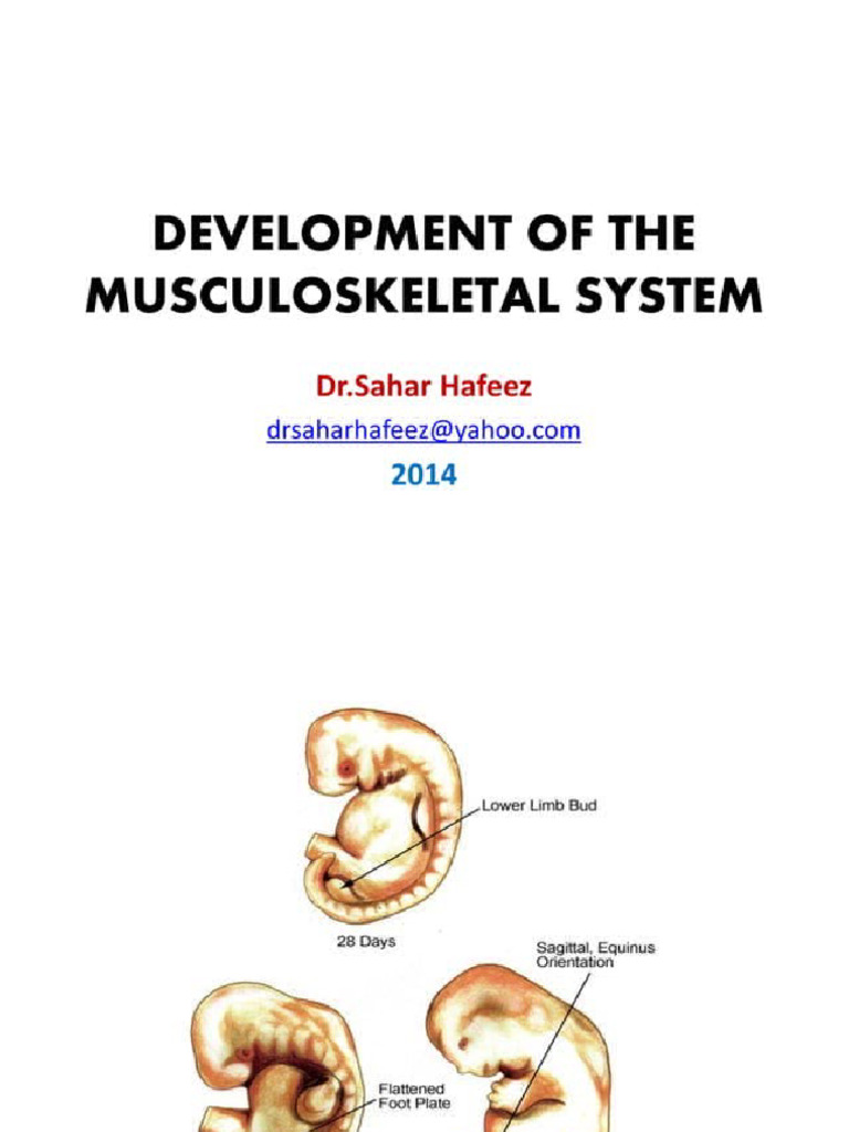 Development of Limb | PDF