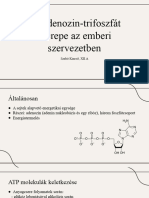 Adenozin Trifoszfát