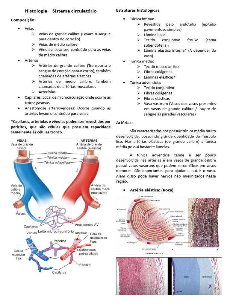 Resumo Histologia Sistema Circulatório Pdf Artéria Vaso Sanguíneo
