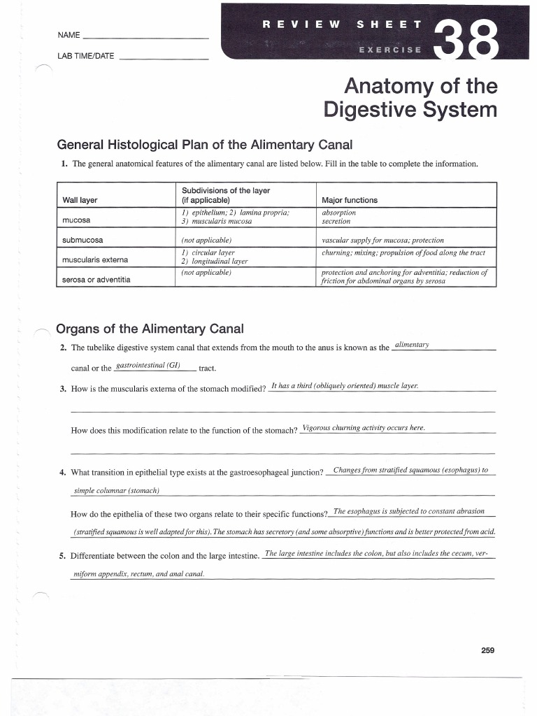 a&p_lab_ex_38 | Human Gastrointestinal Tract | Human Tooth
