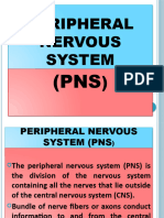 PNS Overview & Cranial Nerves