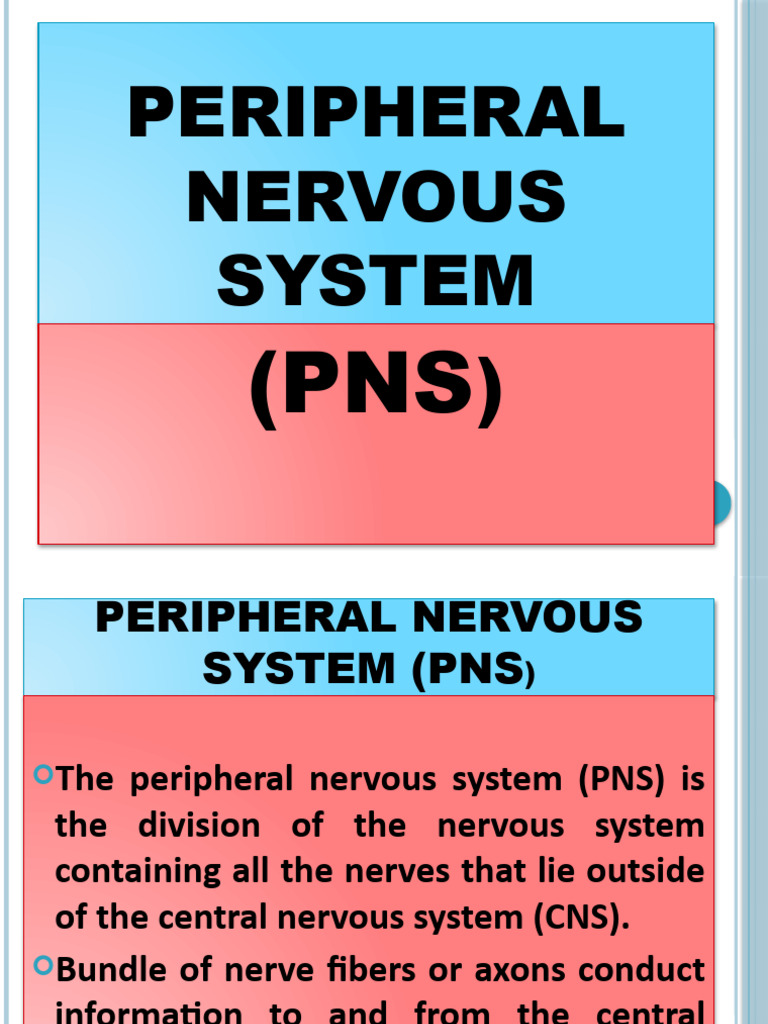 PNS Overview & Cranial Nerves | PDF | Nervous System | Central Nervous ...