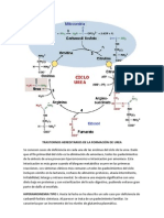 Ciclo de La Urea