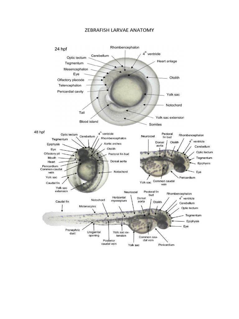 Zebrafish Larvae Anatomy | PDF