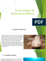 Animales en Peligro de Extinción en México