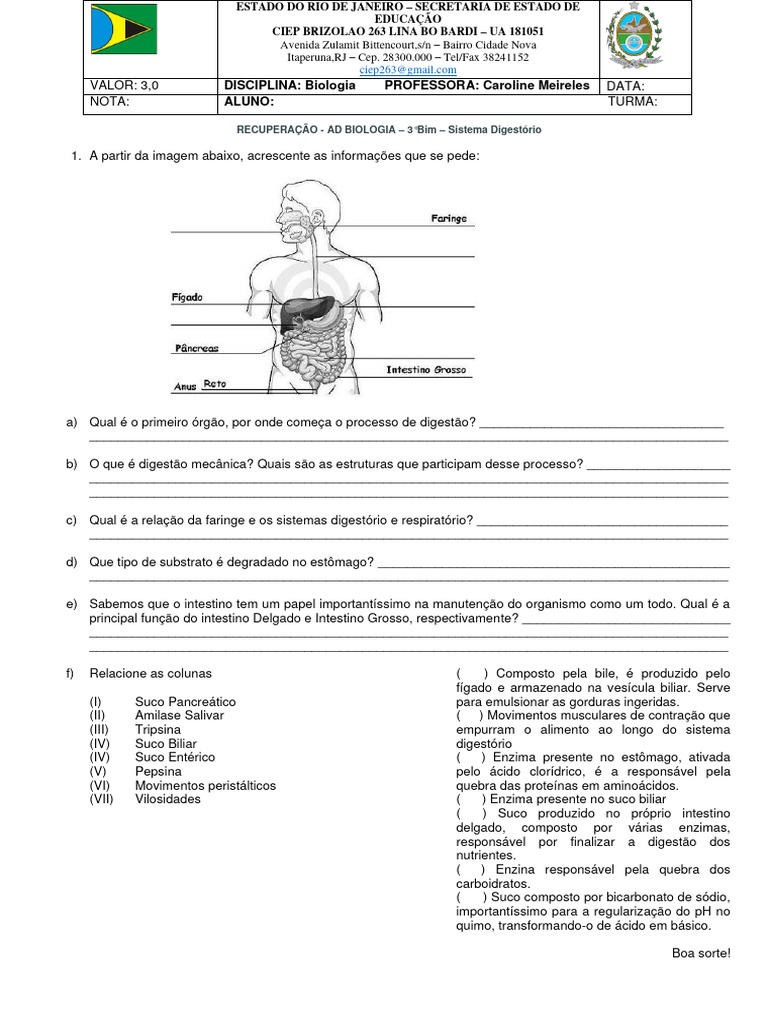 Recuperação: Sistema Digestório 5º Ano | PDF | Digestão | Sistema ...