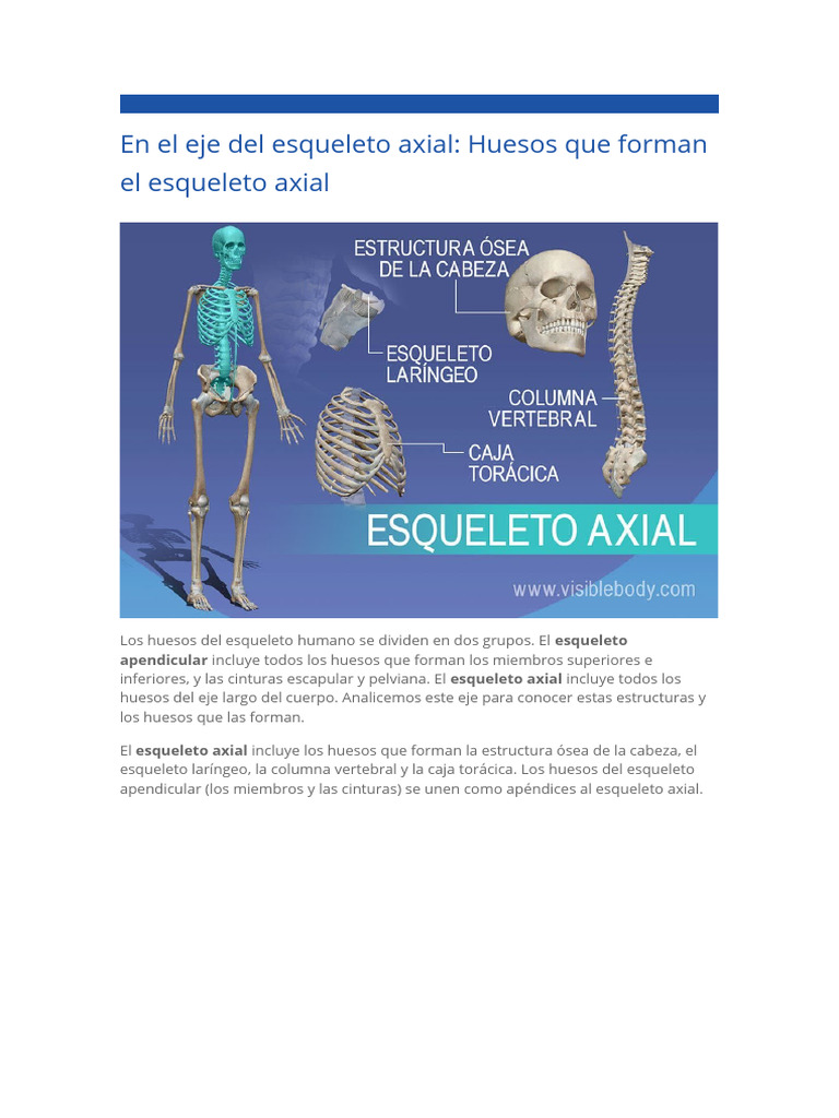 Huesos del esqueleto axial humano | PDF | Cráneo | La columna vertebral