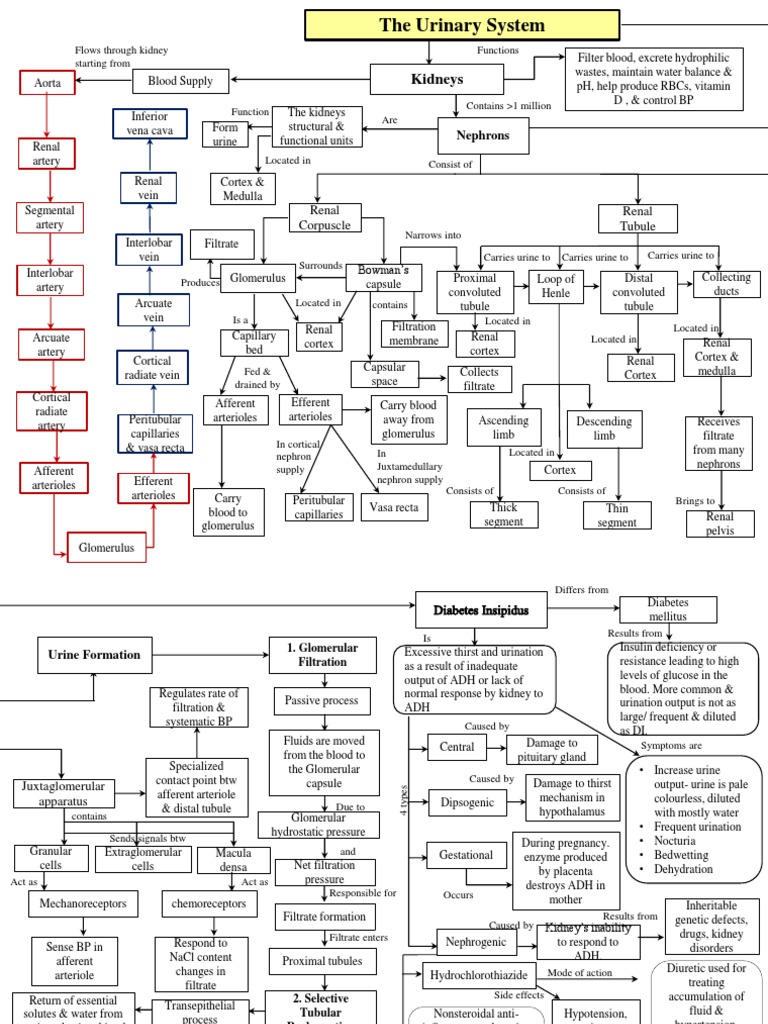 Concept Map Urinary  Kidney  Urinary System