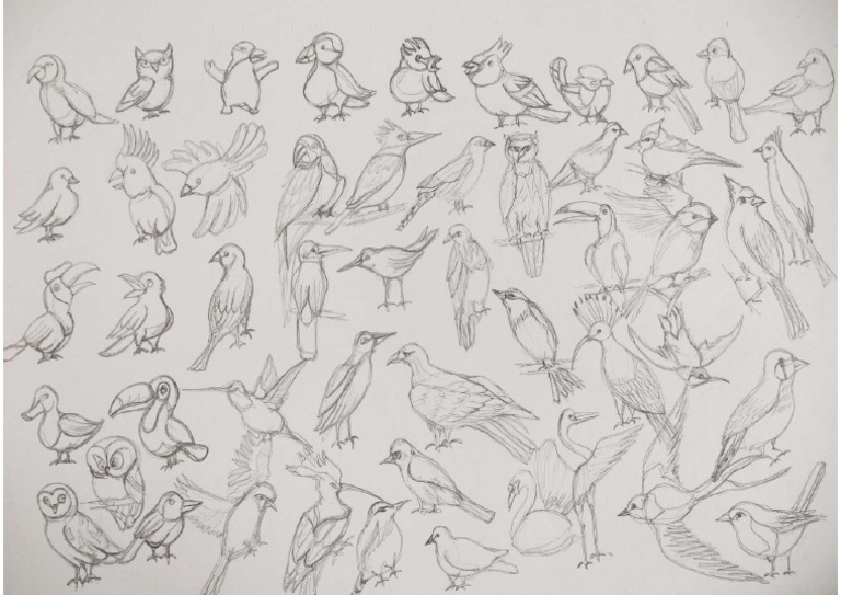 Birds | PDF
