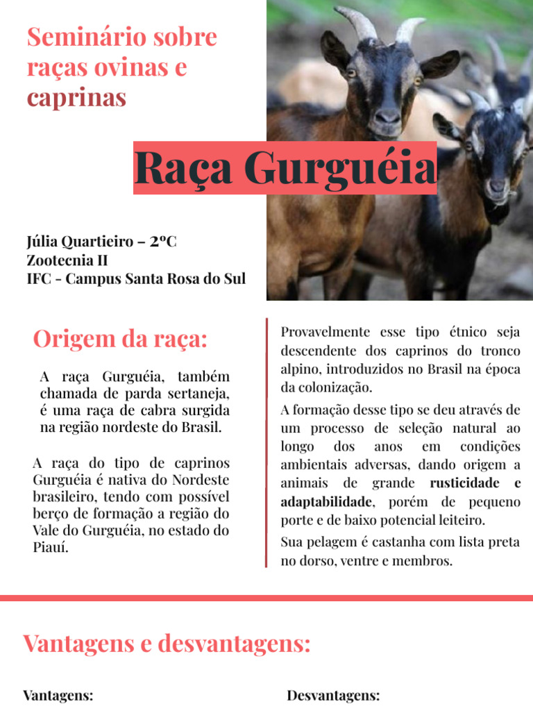 Raça Gurguéia: Características e Vantagens | PDF