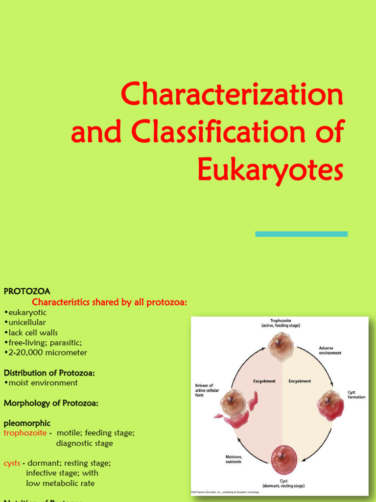 Char And Class Of Eukaryotes Pdf Fungus Algae