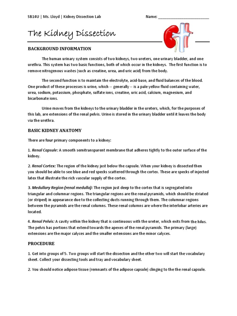 The Kidney Dissection PDF Kidney Urinary System