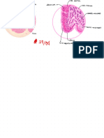 Caderno Histologia