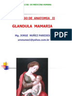 Glandula Mamaria Uncp