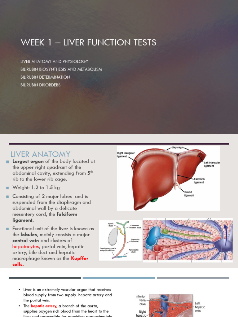 Liver Function Tests Overview | PDF | Liver | Medical Specialties