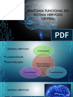 Anatomia Funcional Do Sistema Nervoso Aula