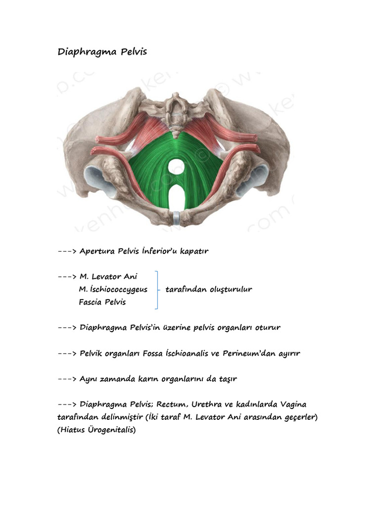 Diaphragma Pelvis | PDF
