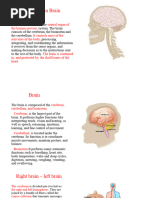 The Human Brain