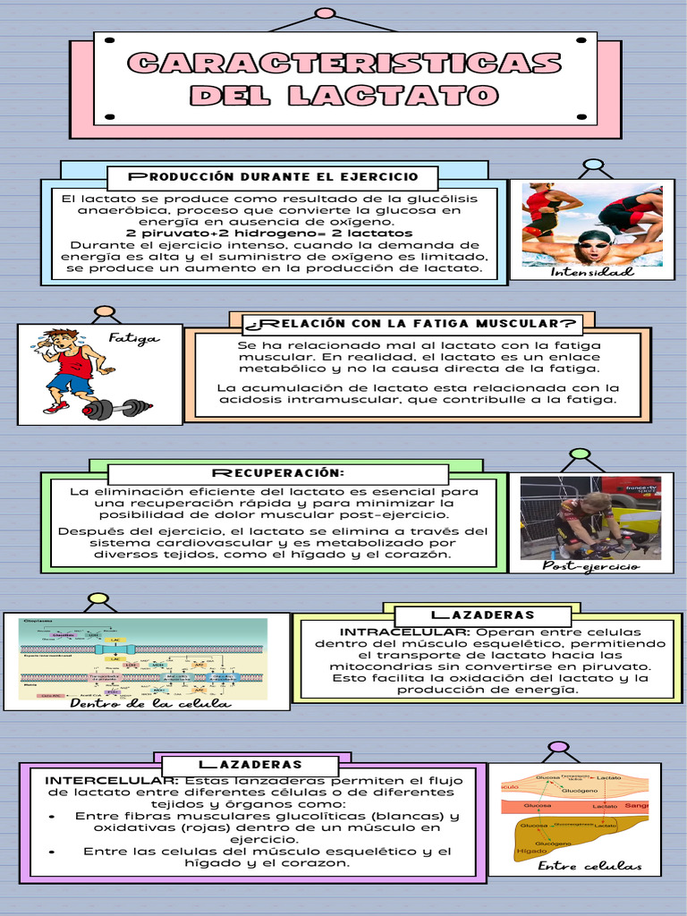 Infografia Lactato | PDF | Ácido láctico | Química