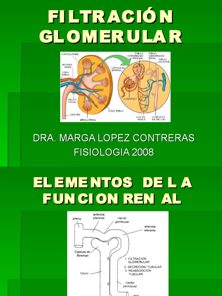 FiltraciÓn Glomerular Función renal Riñón