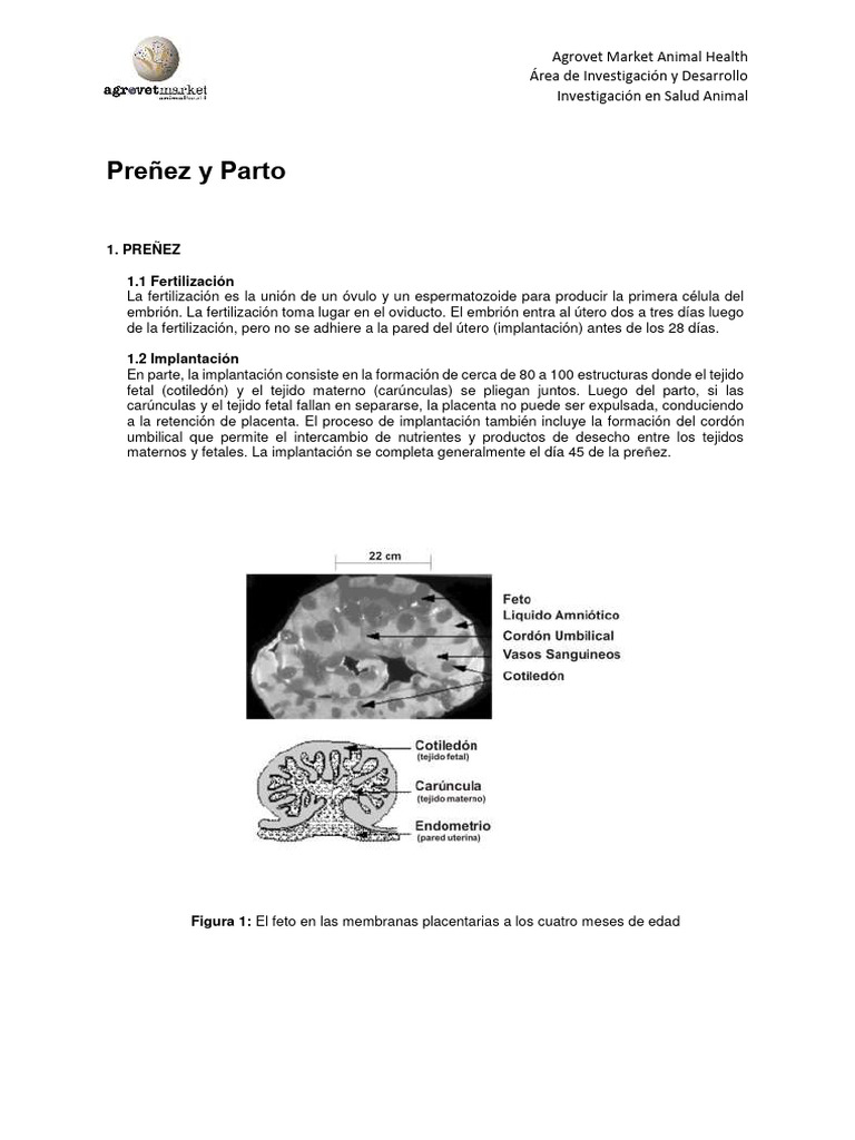 Proceso de Preñez y Parto en Vacas | PDF | Parto | Embrión