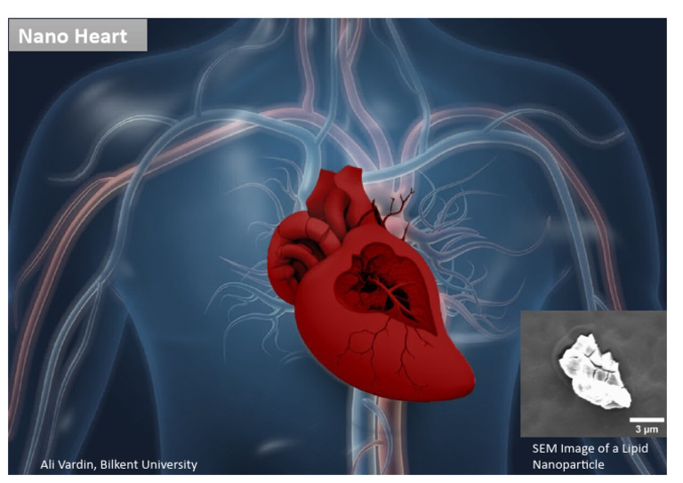 Nano Heart: SEM Images of Biofilms | PDF