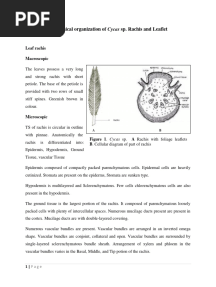 Cycas Leaflet and Rachis 17.05.24